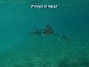 SharkKnights Lecture Discription