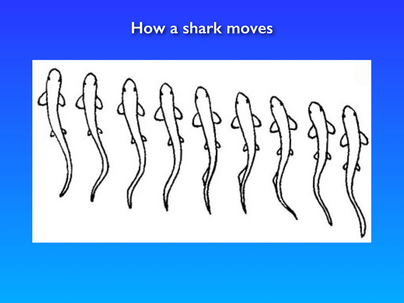 Discription Slide 9-15 - Sharkknights